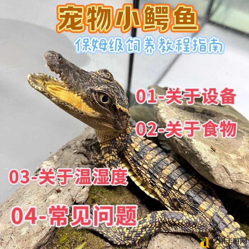 鳄鱼小顽皮必看攻略！保姆级教程带你玩遍隐藏彩蛋