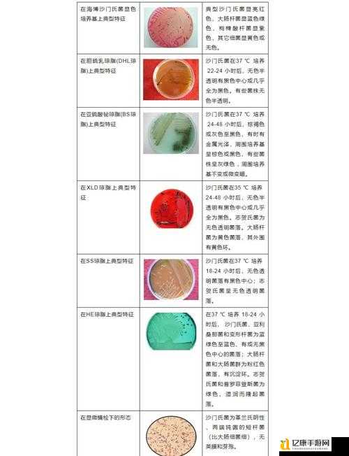 真菌世界代码全解析！这些隐藏技巧让你秒变菌类大师